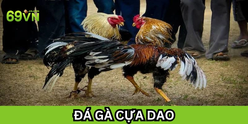 Đá gà cựa dao